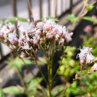 フジバカマ,ガーデニング,ボタニカルライフ,山野草,お庭の植物の画像