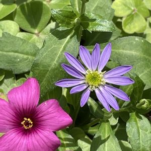 ミヤコワスレ,ベニカタバミ,花壇,ガーデニング,山野草の画像