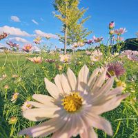 コスモス,新潟県,国営越後丘陵公園,長岡市,ノンビリすこしづつ…の画像