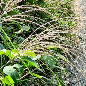 山野草,花のある暮らし,自然の中で,植中毒,しべ好きの画像