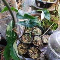 亀甲竜,着生植物,珍奇植物,珍しい植物,かわった植物の画像