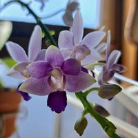 胡蝶蘭,胡蝶蘭,ミディ胡蝶蘭,胡蝶蘭　サマーローズ,Phal.Summer Roseの画像