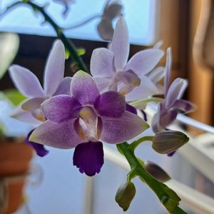 胡蝶蘭,胡蝶蘭,ミディ胡蝶蘭,胡蝶蘭　サマーローズ,Phal.Summer Roseの画像