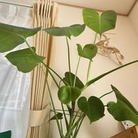 モンステラ,観葉植物,ダイソー産,わが家の観葉植物❢,100均モンステラの画像