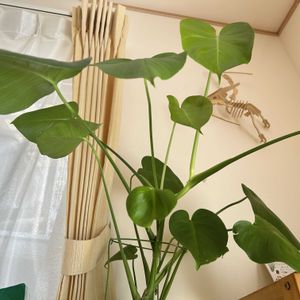 モンステラ,観葉植物,ダイソー産,わが家の観葉植物❢,100均モンステラの画像