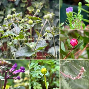 花のある暮らし,富山支部,おうち園芸,金曜日の蕾たちの画像