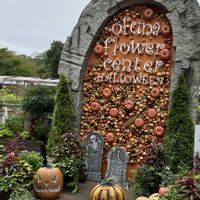 コノフィツム,マクドガリー,プナ・ボンニアエ,紅籠,多肉植物の画像