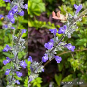 サルビア,サルビア,花のある暮らし,おうち園芸,花ブローチ倶楽部の画像