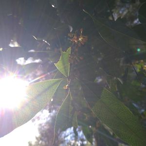 金木犀,キンモクセイ（金木犀）,花言葉,大好きなお花,全てに祈りを♪の画像