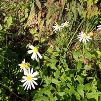 ヨメナ,花言葉,大好きなお花,今日のお花,全てに祈りを♪の画像