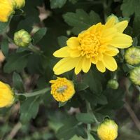 ケイトウ,コスモス,小菊,小菊,アメジストセージの画像