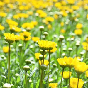 クリサンセマム,クリサンセマム,クリサンセマム・アップライトイエロー,花壇,種からの画像