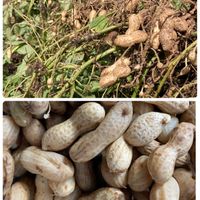 落花生,醤油ソフトの画像