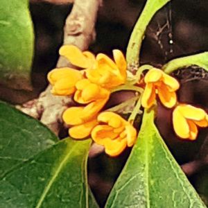 キンモクセイ,山野草,花のある暮らし,自然の中で,植中毒の画像