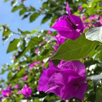 ブーゲンビリア,ブーゲンビリア,散歩道の花の画像