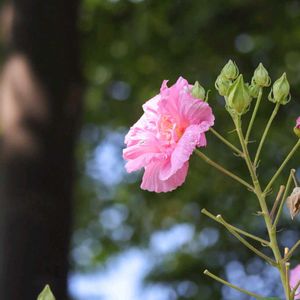 散歩,花壇,花いろいろ,ばら バラ 薔薇,はなみるスポット横浜〜秋の花フォトコン〜の画像