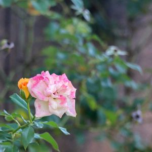 散歩,花壇,花いろいろ,ばら バラ 薔薇,はなみるスポット横浜〜秋の花フォトコン〜の画像