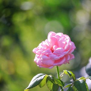 散歩,花壇,花いろいろ,ばら バラ 薔薇,はなみるスポット横浜〜秋の花フォトコン〜の画像