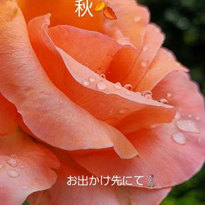 バラ,バラ、薔薇、ばら,バラ タンジェリーナ,お出かけ先にての画像