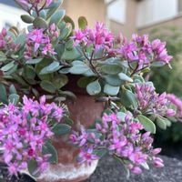 ミセバヤ,多肉植物 寄せ植え,多肉寄せ植えの画像