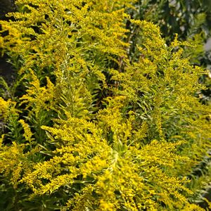 セイタカアワダチソウ（背高泡立草）,植中毒,花自慢,外来種,植物マニアの画像