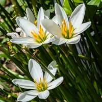 タマスダレ,公園散歩,今日のお散歩,歩くの大好きの画像