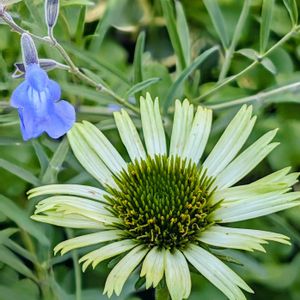 サルビア・アズレア,エキナセア・グリーンジュエル,ナチュラルガーデン,ブルーの花,秋だけどの画像