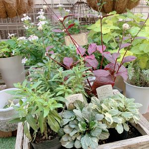 寄せ植え,ガーデニング,マイガーデン,ミニガーデン,庭の画像