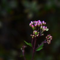 フジバカマ,いい香り,むらさき❇︎,源氏物語,愛しの紫の画像