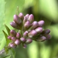 シュウメイギク,フジバカマ,ホトトギス,花のある暮らし,金曜日の蕾たちの画像