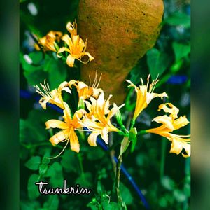 彼岸花 黄色,球根植物,花のある暮らし,緑のある暮らし,黄色い彼岸花の画像