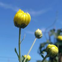 ヨメナ,食用菊,食用菊,食用菊,食用菊 【もってのほか】の画像