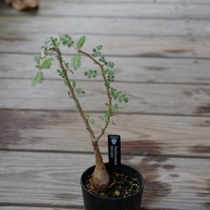 パキコルムス ディスカラー,観葉植物,鉢植え,塊根植物,ベランダガーデンの画像