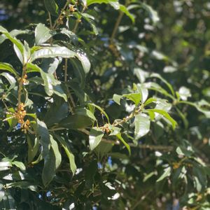 キンモクセイ,地植え,開花,いい香り,犬とお散歩の画像