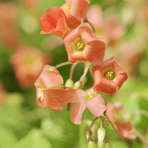 上弦の月,植物のある暮らし,おうち園芸の画像