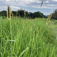 エノコログサ,山野草,多摩川,ザ・雑草☆の画像