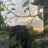 田舎の景色,田舎の夕景,家庭菜園,庭の画像