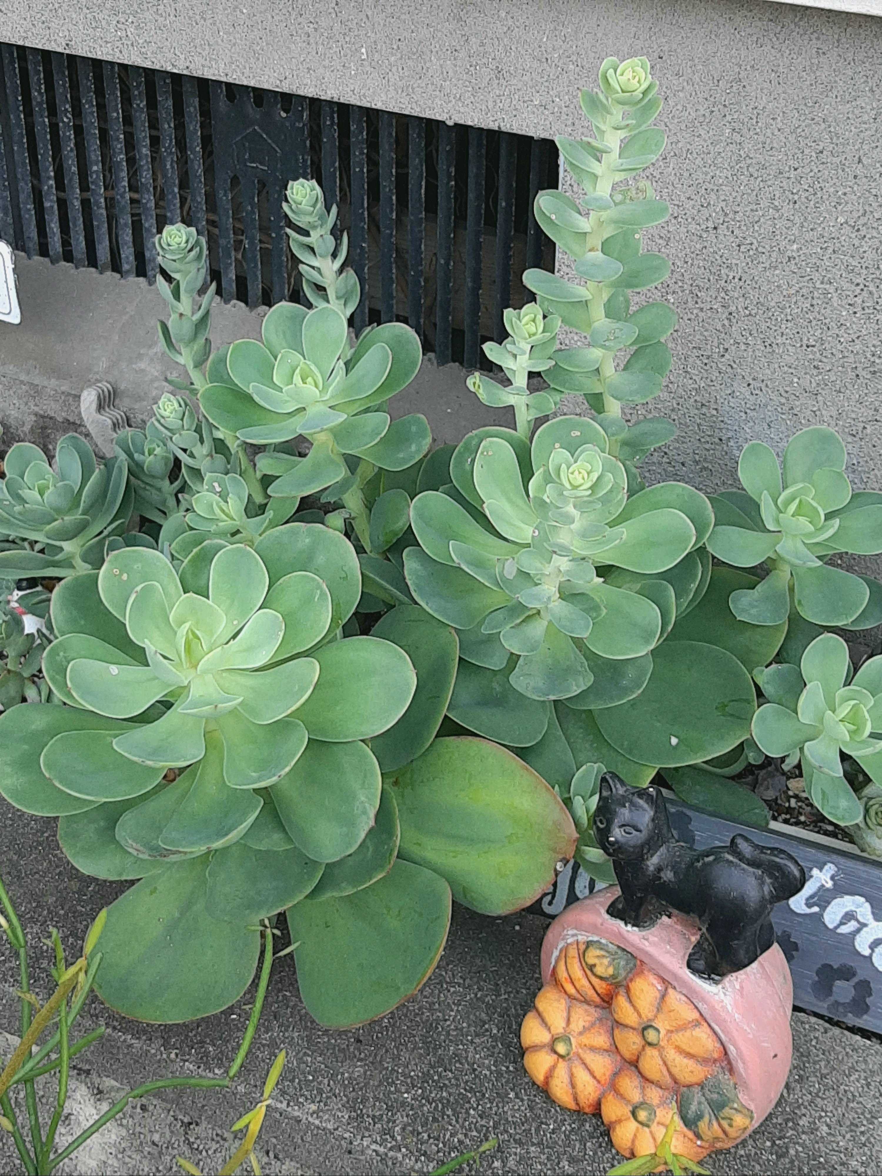 多肉植物の地植えの投稿画像一覧｜🍀GreenSnap（グリーンスナップ）