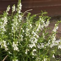 アンゲロニア,寒さに弱い,小さな花,白い花,多年草の画像