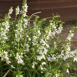 アンゲロニア,寒さに弱い,小さな花,白い花,多年草の画像