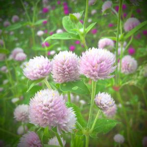 センニチコウ,千日紅（せんにちこう）,地植え,ダイソー,種からの画像