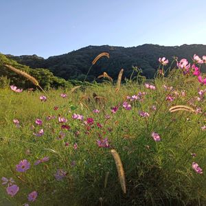 エンサイ（空芯菜）の花,野菜畑の秋桜,小さな畑の画像