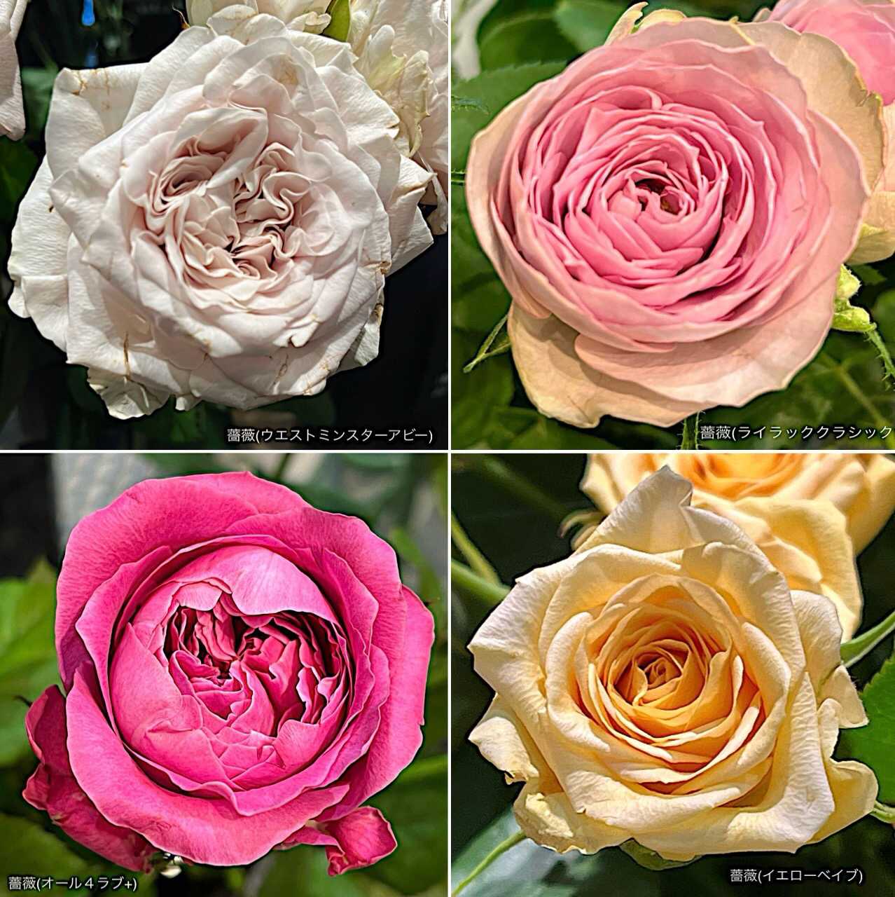 薔薇(ライラッククラシック)の投稿画像 by カタバミさん｜薔薇(オール