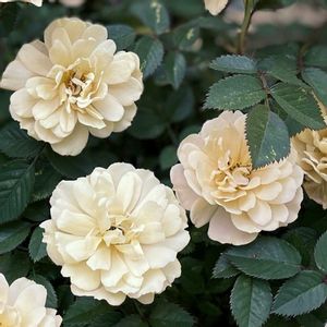 ミニバラ,ガーデニング,花のある暮らし,ばら バラ 薔薇,花とみどりの画像