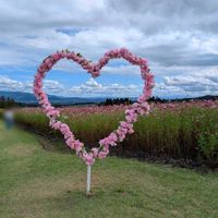 コキア,コスモス,ガーデニング,花のある暮らし,生駒高原の画像