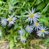 ヨメナ,野菊,カントウヨメナ,ヨメナ？,花のある暮らしの画像