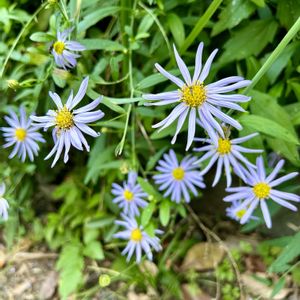 ヨメナ,野菊,カントウヨメナ,ヨメナ？,花のある暮らしの画像