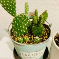 サボテン キエボシ,アカバニー,多肉植物,かわいい,観葉植物の画像