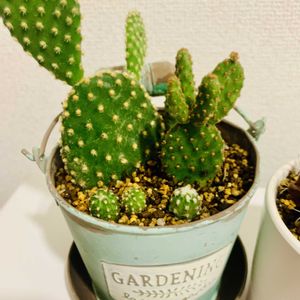 サボテン キエボシ,アカバニー,多肉植物,かわいい,観葉植物の画像