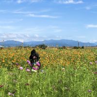 コスモス,ヒガンバナ,花のある暮らし,石川県,マインドフルネスの画像